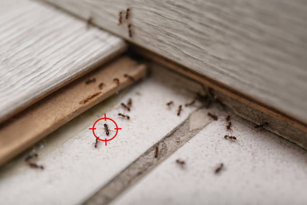 Best Flea Control Services  in Lillian, AL