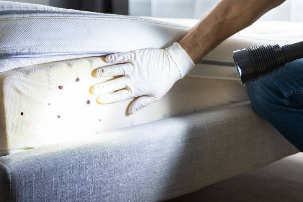 Best Insect Control  in Lillian, AL